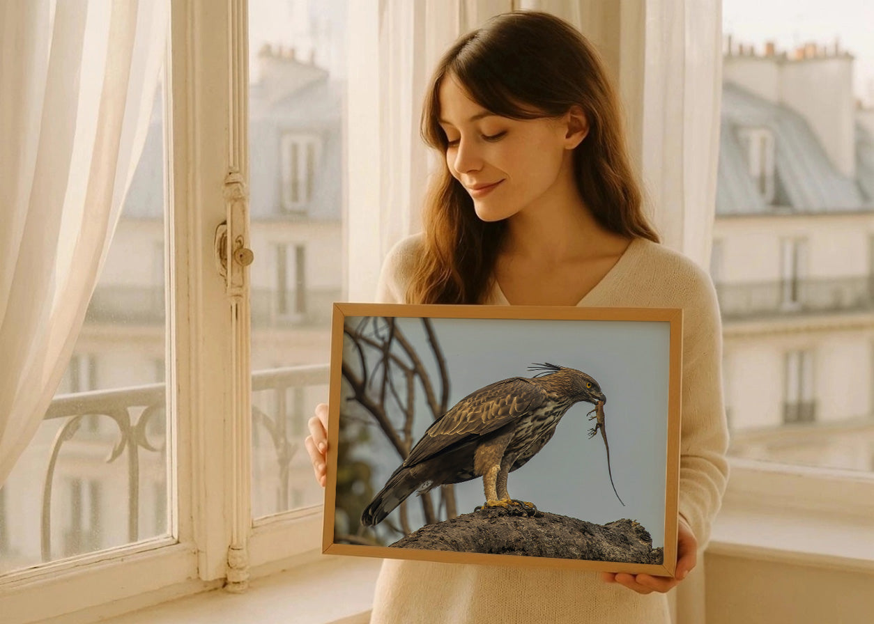 Cuadro Águila Azor cazando un lagarto