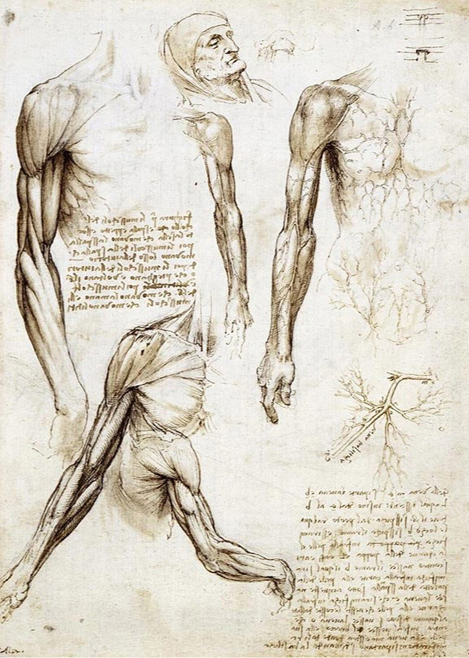 Cuadro Anciano de Florencia (Leonardo Da Vinci)