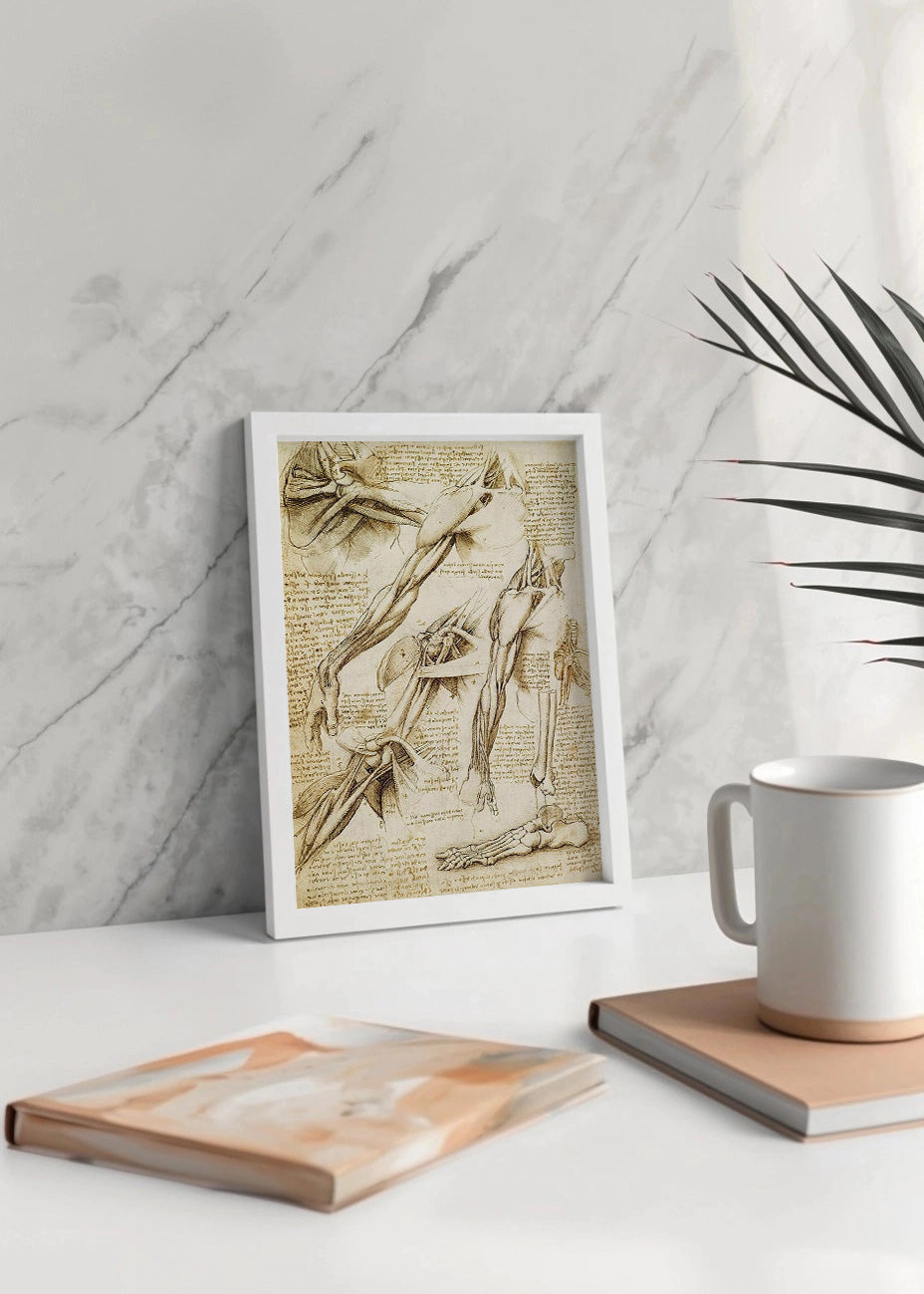 Cuadro Estudio de anatomía (Leonardo Da Vinci)