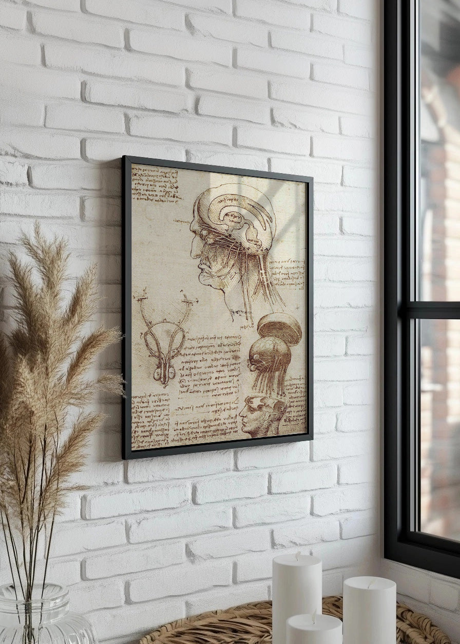 Cuadro Estudio del cerebro (Leonardo Da Vinci)