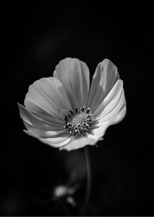 Cuadro Flor con fondo negro
