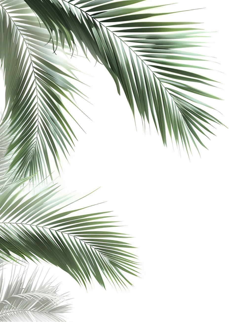 Cuadro Hojas de palmera sobre fondo blanco