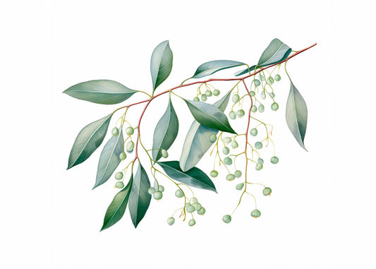 Cuadro Hojas y frutos de eucalipto