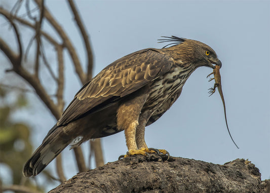 Cuadro ​Águila Azor cazando un lagarto