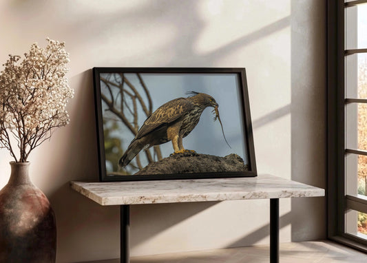 Cuadro ​Águila Azor cazando un lagarto