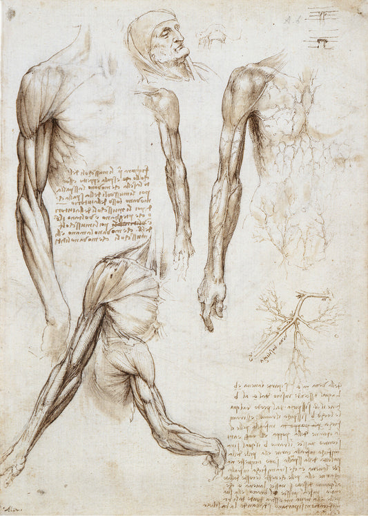 Old Man of Florence (Leonardo Da Vinci)