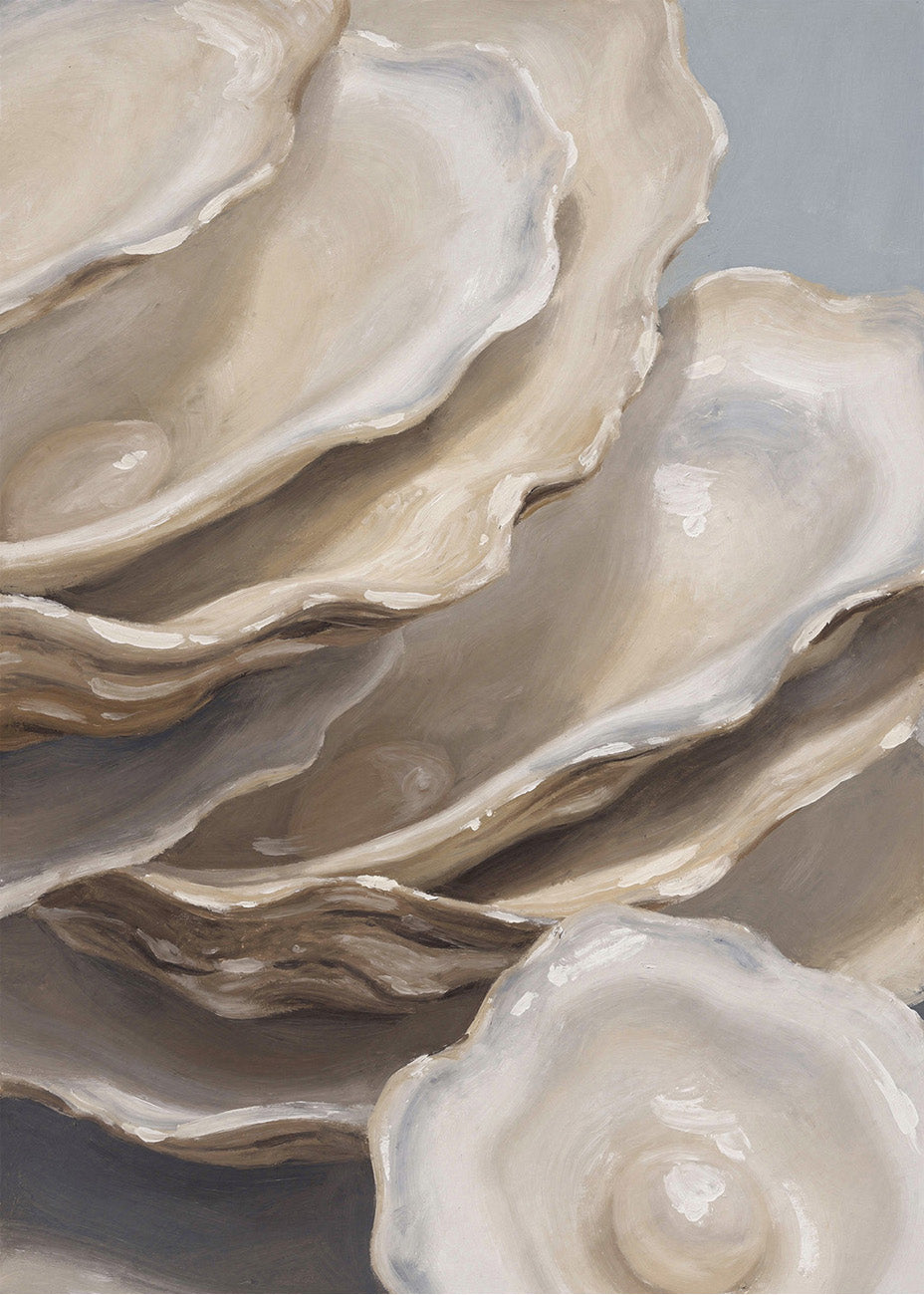 Cuadro Colección de conchas