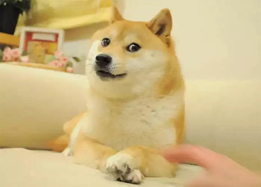 Cuadro Doge Perro Shiva aa