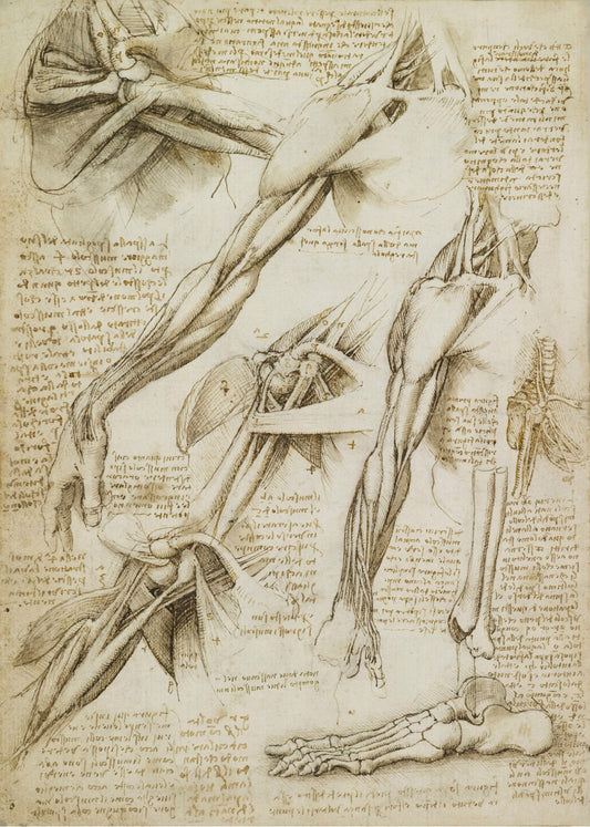 Anatomy Study (Leonardo Da Vinci)