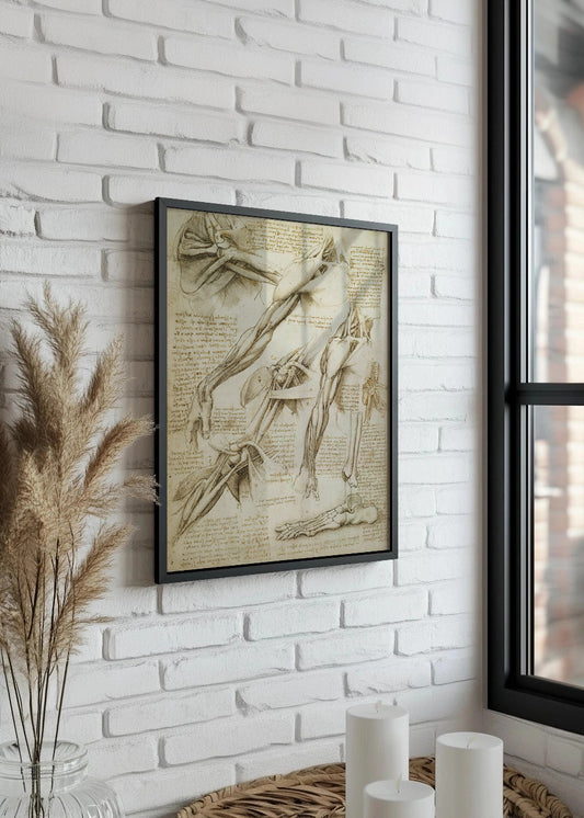 Anatomy Study (Leonardo Da Vinci)