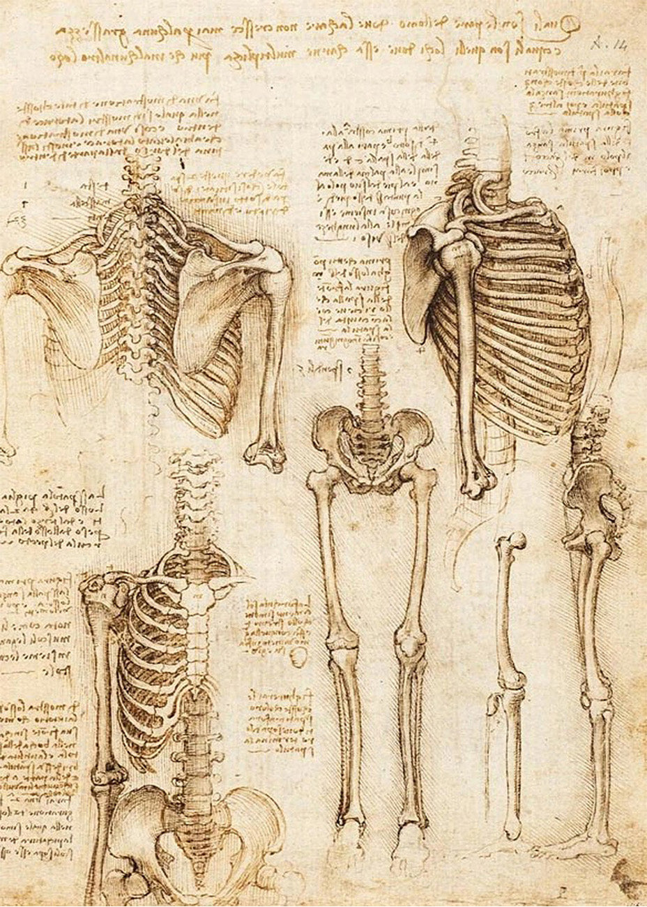 Cuadro ​Estudio de esqueleto humano (Leonardo Da Vinci)