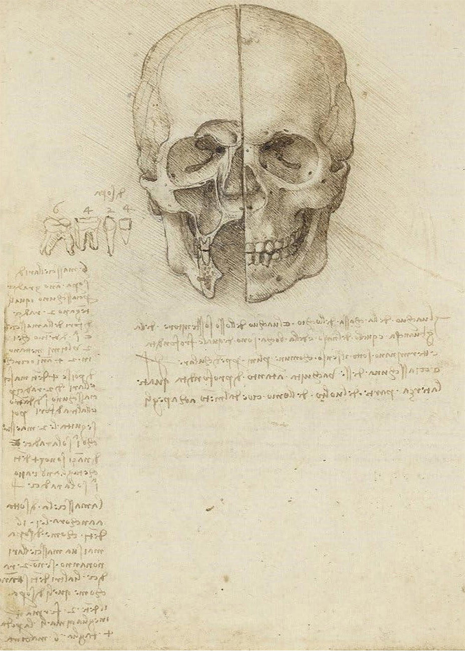 Cuadro ​Estudio del cráneo humano (Leonardo Da Vinci)