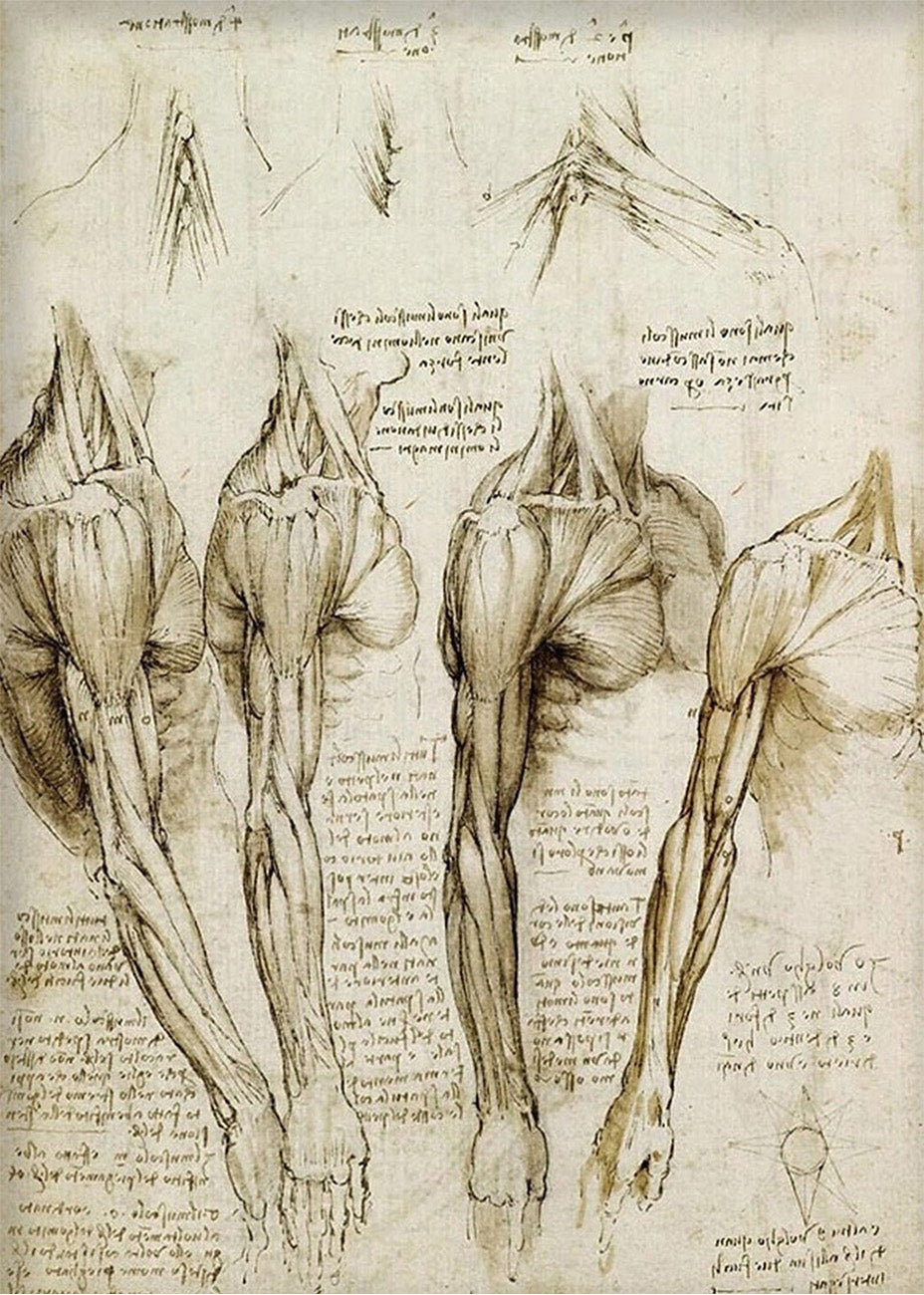 Cuadro ​Estudio de músculos del cuello, hombro y brazo (Leonardo Da Vinci)