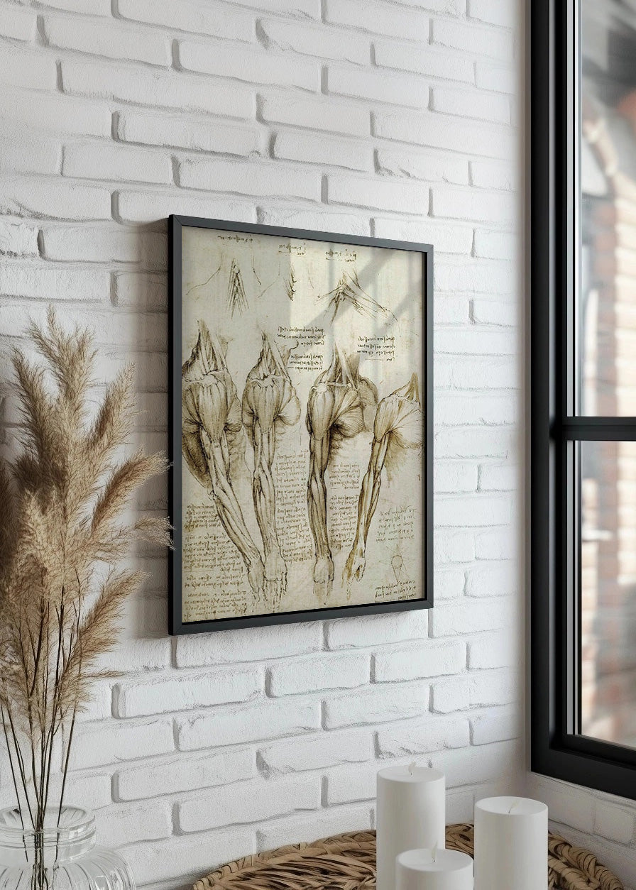 Cuadro ​Estudio de músculos del cuello, hombro y brazo (Leonardo Da Vinci)