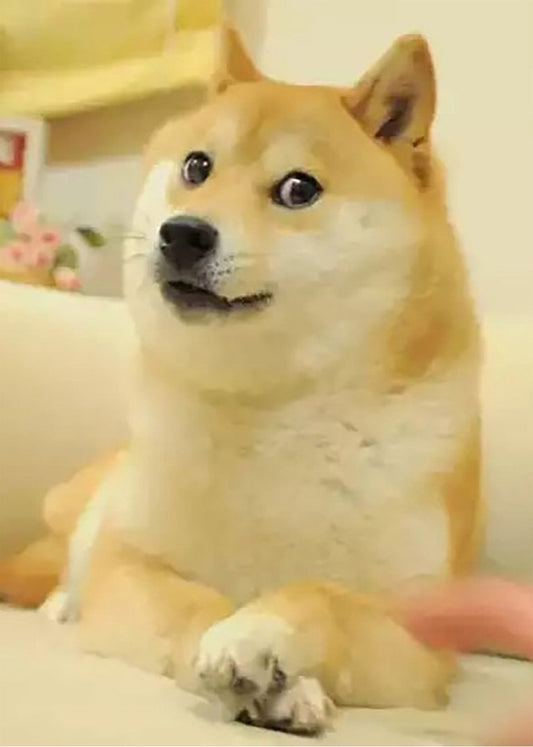 Cuadro Shiva Perro Doge