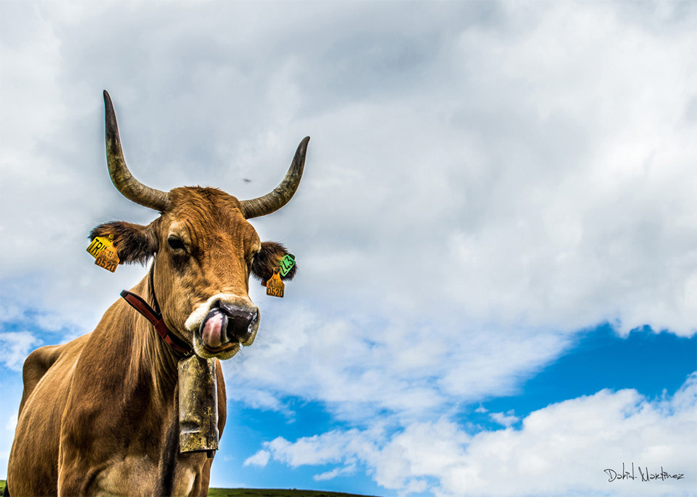 Cuadro ​Vaca asturiana