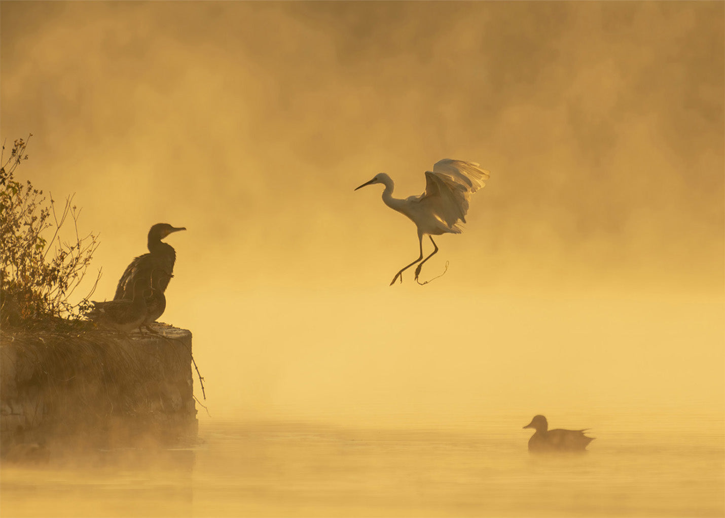 Cuadro ​Cormorán grande y su pareja
