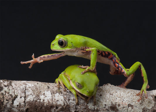 Cuadro ​Fotografía de ranas