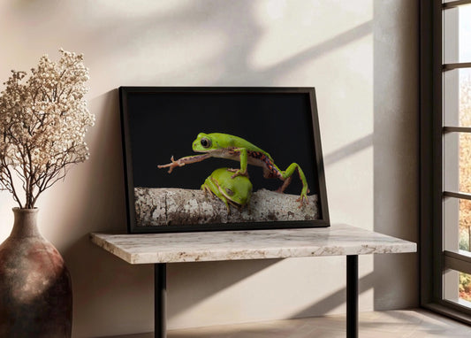 Cuadro ​Fotografía de ranas